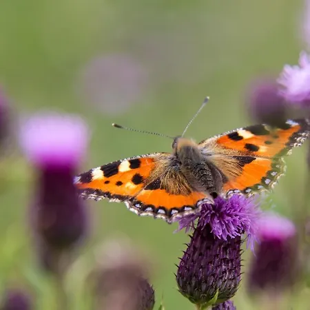 דירה Haus Salzburgerland *