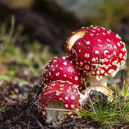 דירה Haus Salzburgerland