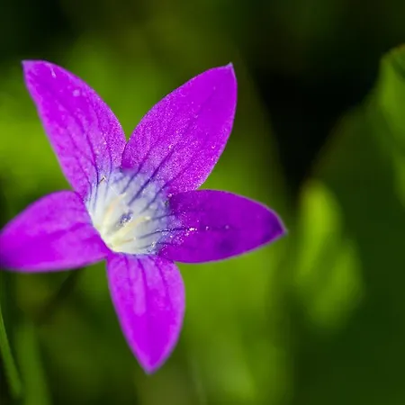 Haus Salzburgerland *
