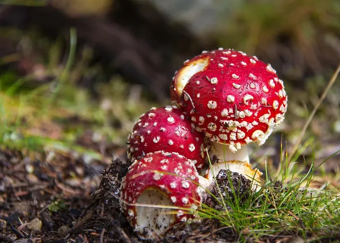 아파트 Haus Salzburgerland