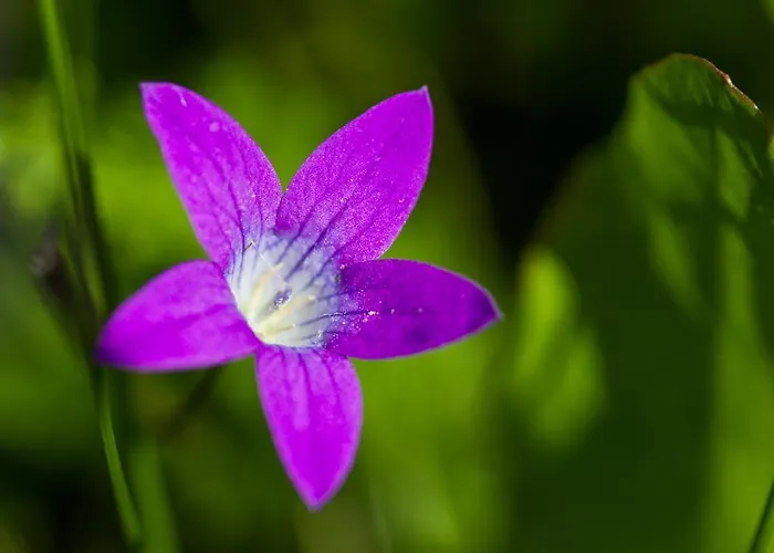 Haus Salzburgerland *